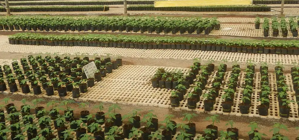 How to Rebuild Credit After Bankruptcy: A 24-Month Plan — 5904Farm Ready Seedling Facility East West Seed Philippines 02
