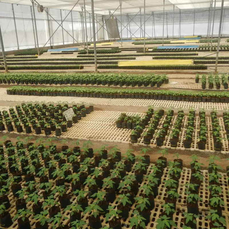 How to Rebuild Credit After Bankruptcy: A 24-Month Plan — 5904Farm Ready Seedling Facility East West Seed Philippines 02